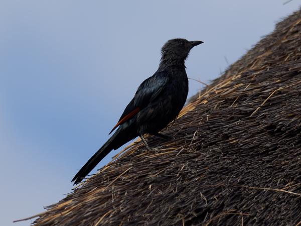 <h3><a href="/trips/safari/biota/animalia/chordata/aves/040 passeriformes/105 sturnidae/onychognathus morio/onychognathus morio-nl.html">Onychognathus&nbsp;morio</a> / Red‑winged&nbsp;starling / Roodvleugelspreeuw</h3>OM-1 Mark II met OLYMPUS M.300mm F4.0, 1/2000 sec  bij F4.0, ISO 320, afstand 13.4&nbsp;m